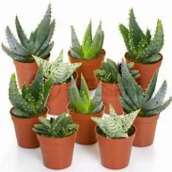 Aloe Vera Plants
