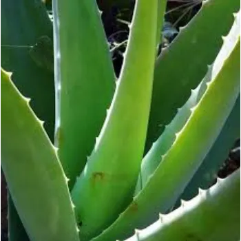 GREEN Aloe Vera Plants