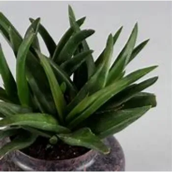  Aloe Vera Plants