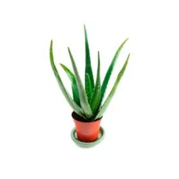 Natural Aloe Vera Plants