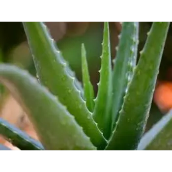 Green Aloe Vera Plants