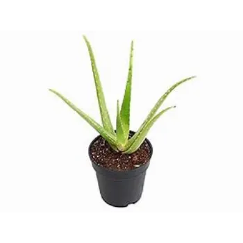 Aloe Vera Plants