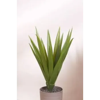 Natural Aloe Vera Plants