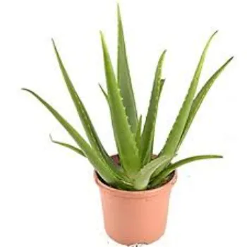 Natural Aloe Vera Plants