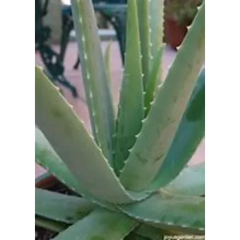 Aloe Vera Plants
