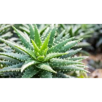 Natural Aloe Vera Plants