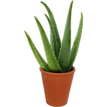 Rare Aloe Vera Plants