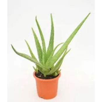 A.p. Flower Mart  Aloe Vera Plants