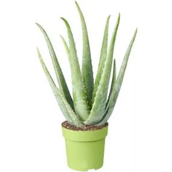 Fresh  Aloe Vera Plants