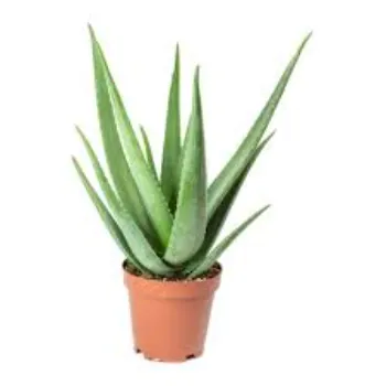 Organic Aloe Vera Plants