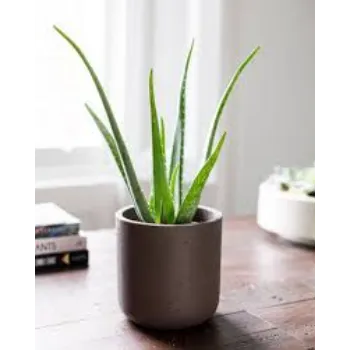 Common Aloe Vera Plants