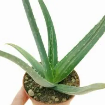 Natural Aloe Vera Plants