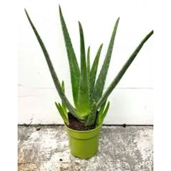 Natural Aloe Vera Plants