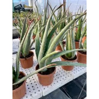 Natural Aloe Vera Plants