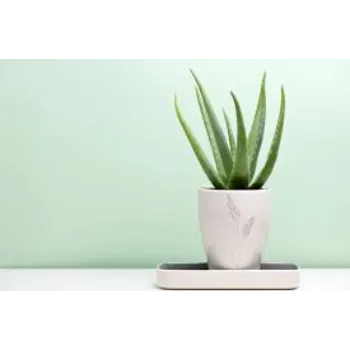 Natural   Aloe Vera Plants