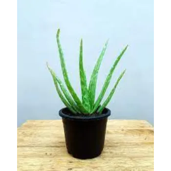 Organic Aloevera Plants