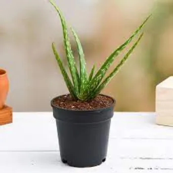 Organic Aloevera Plants