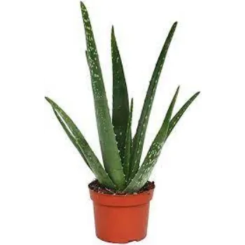 Natural Aloevera Plants