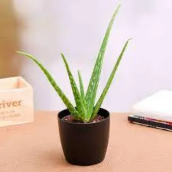 Organic Aloevera Plant