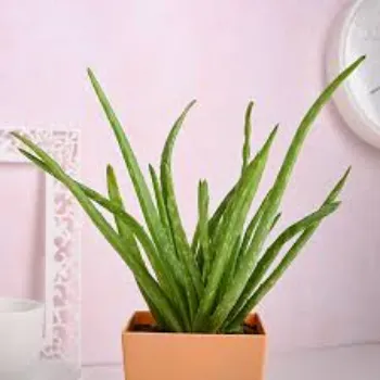 Organic Aloevera Plant