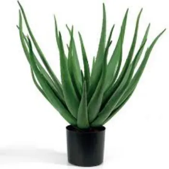 Natural Aloevera Plant