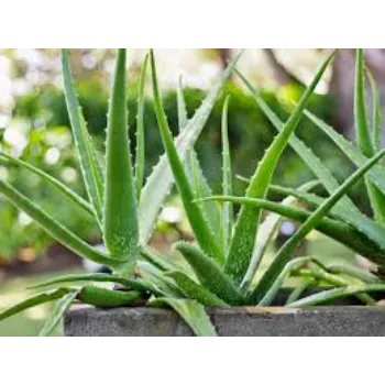 Fresh Aloevera Plant
