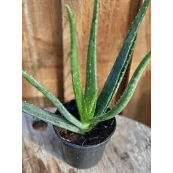 Natural Aloevera Plants