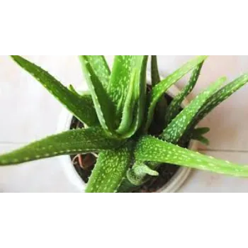 Natural Aloevera Plant