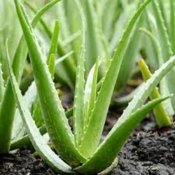 Organic Aloevera Plant