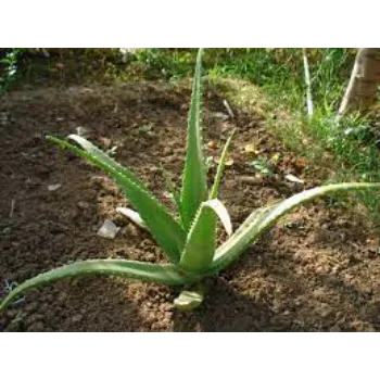 Fresh Aloevera Plant