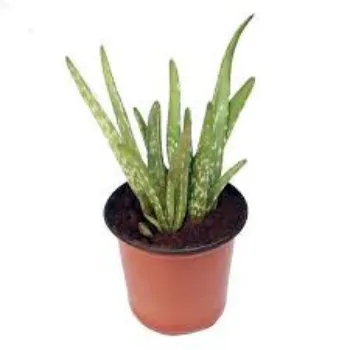 Organic Aloevera Plant