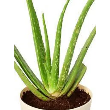 Common Aloevera  Plant