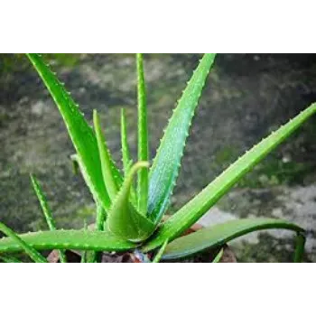Natural Aloevera Plants