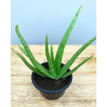 Natural Aloevera Plant