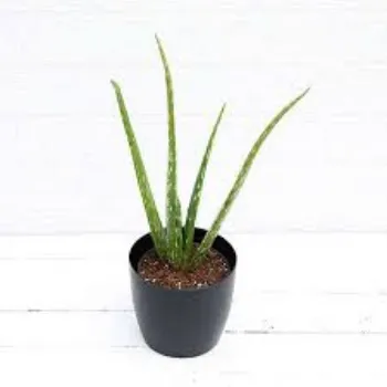 Natural Aloevera  Plant