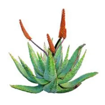 Fresh Aloevera Plants