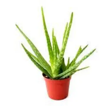 Organic Aloevera   Plant