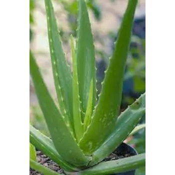 Organic Aloevera Plants