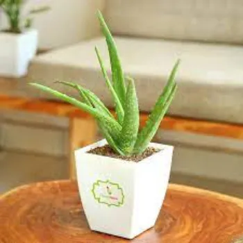 Common Aloevera Plants