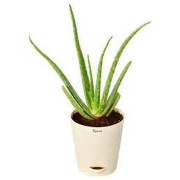 Common Aloevera Plants