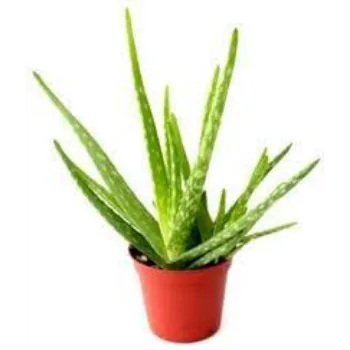 Organic Aloevera Plants