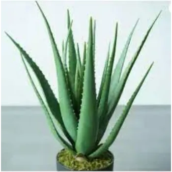 Common Aloevera Plants