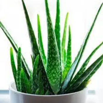 Organic Aloevera Plants