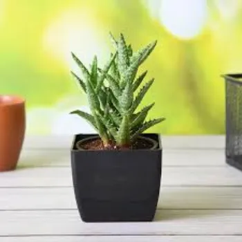 Natural Aloevera  Plants