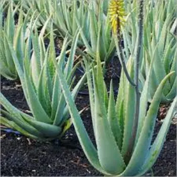 Organic Aloevera Plants