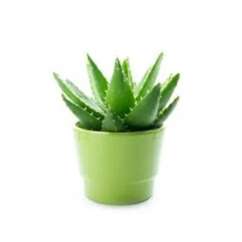Natural Aloevera Plant