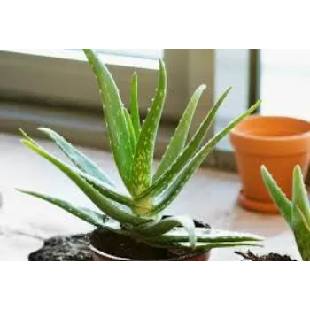 Fresh Aloevera Plant
