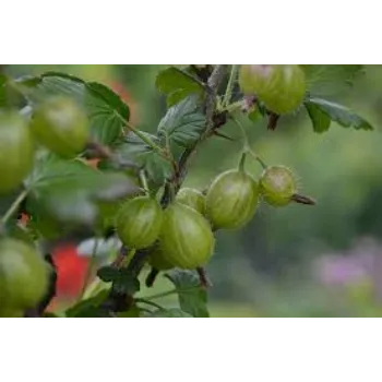 Banarasi Amla Plant Manufacturer