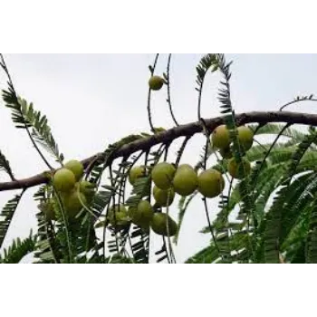 Indian Gooseberry Plant Manufacturer