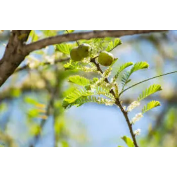 Organic Amla Plants Manufacturer